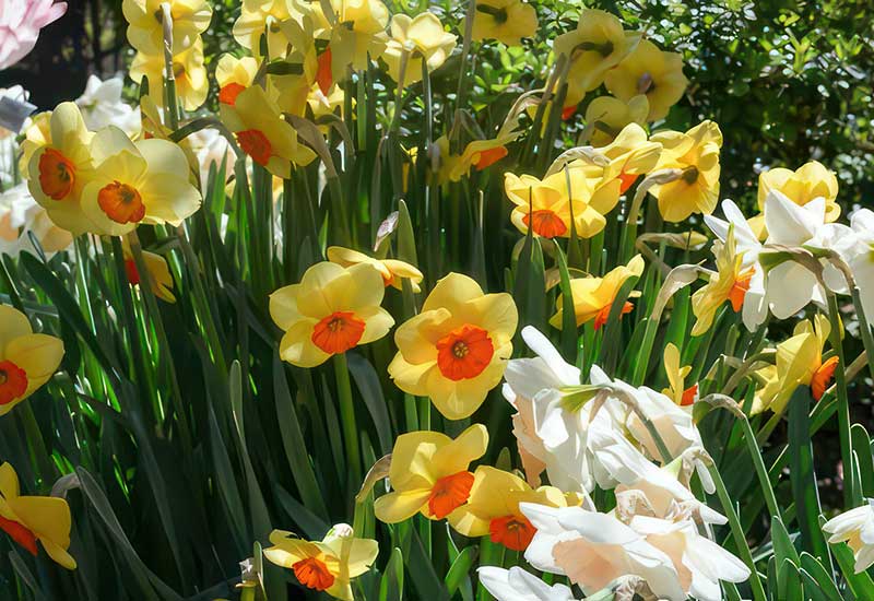 Daffodils & More at Ironstone Vineyards Best Tours & Travel